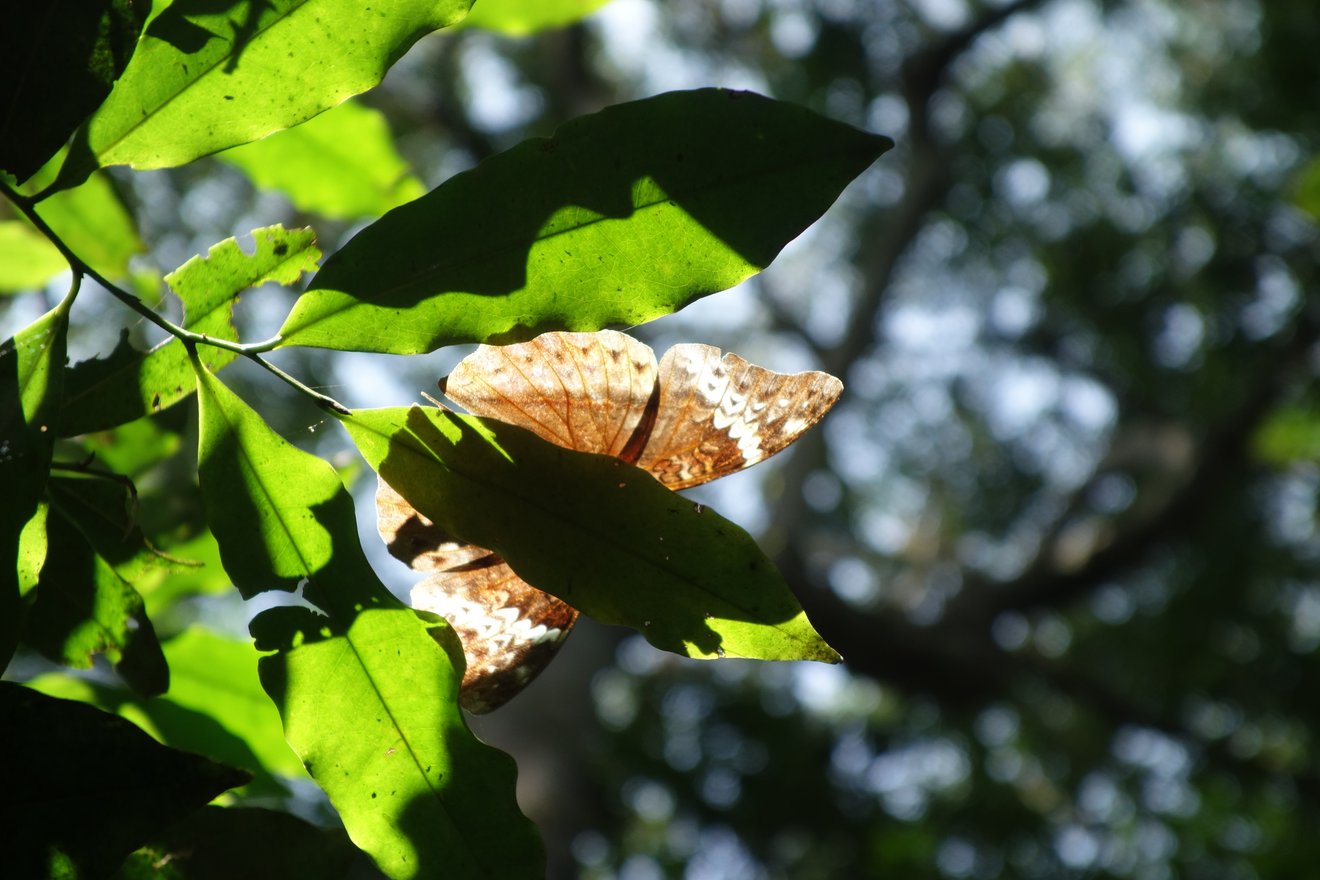 Ein hellbraun gemusterter Schmetterling sitzt auf einem Blatt.