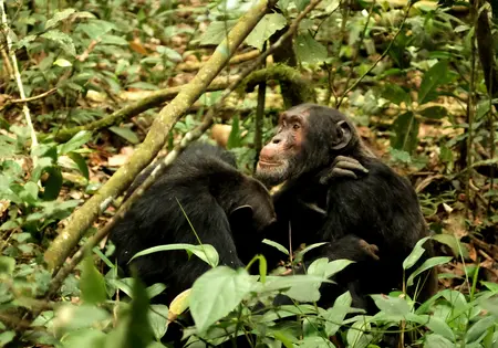 Zwei große Schimpansen sitzen im Kibale-Nationalpark in Uganda.