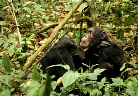 Zwei große Schimpansen sitzen im Kibale-Nationalpark in Uganda.