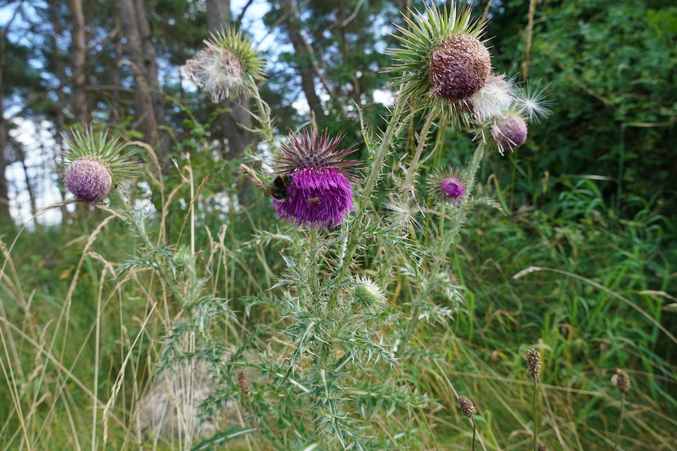 Hummel sammelt Nektar auf pinker Distel