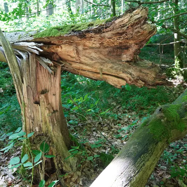 Ein abgebrochener Baumstamm und anderes Totholz liegen im Wald.