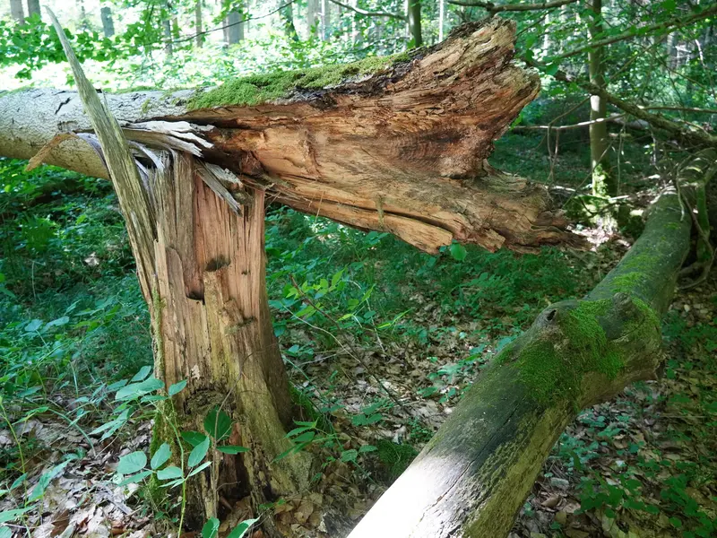 Ein abgebrochener Baumstamm und anderes Totholz liegen im Wald.