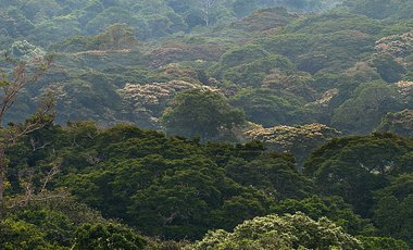 Blick über das dichte Kronendach im Kibale-Nationalpark in Uganda.