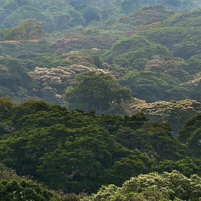 Blick über das dichte Kronendach im Kibale-Nationalpark in Uganda.