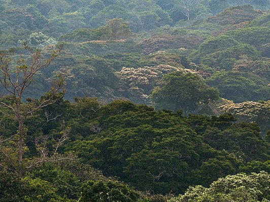 Blick über das dichte Kronendach im Kibale-Nationalpark in Uganda.