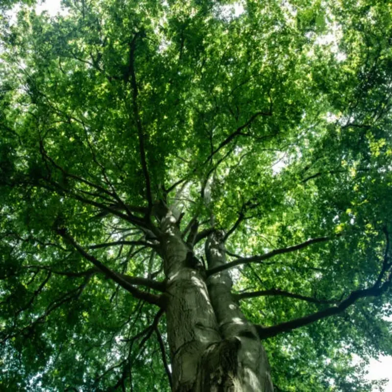 Wald