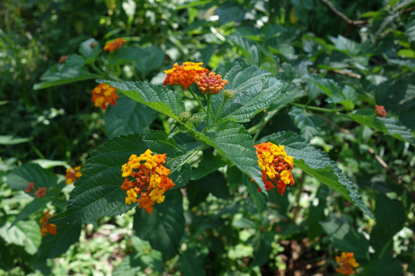 Pflanze mit gelb-orangen Blüten.