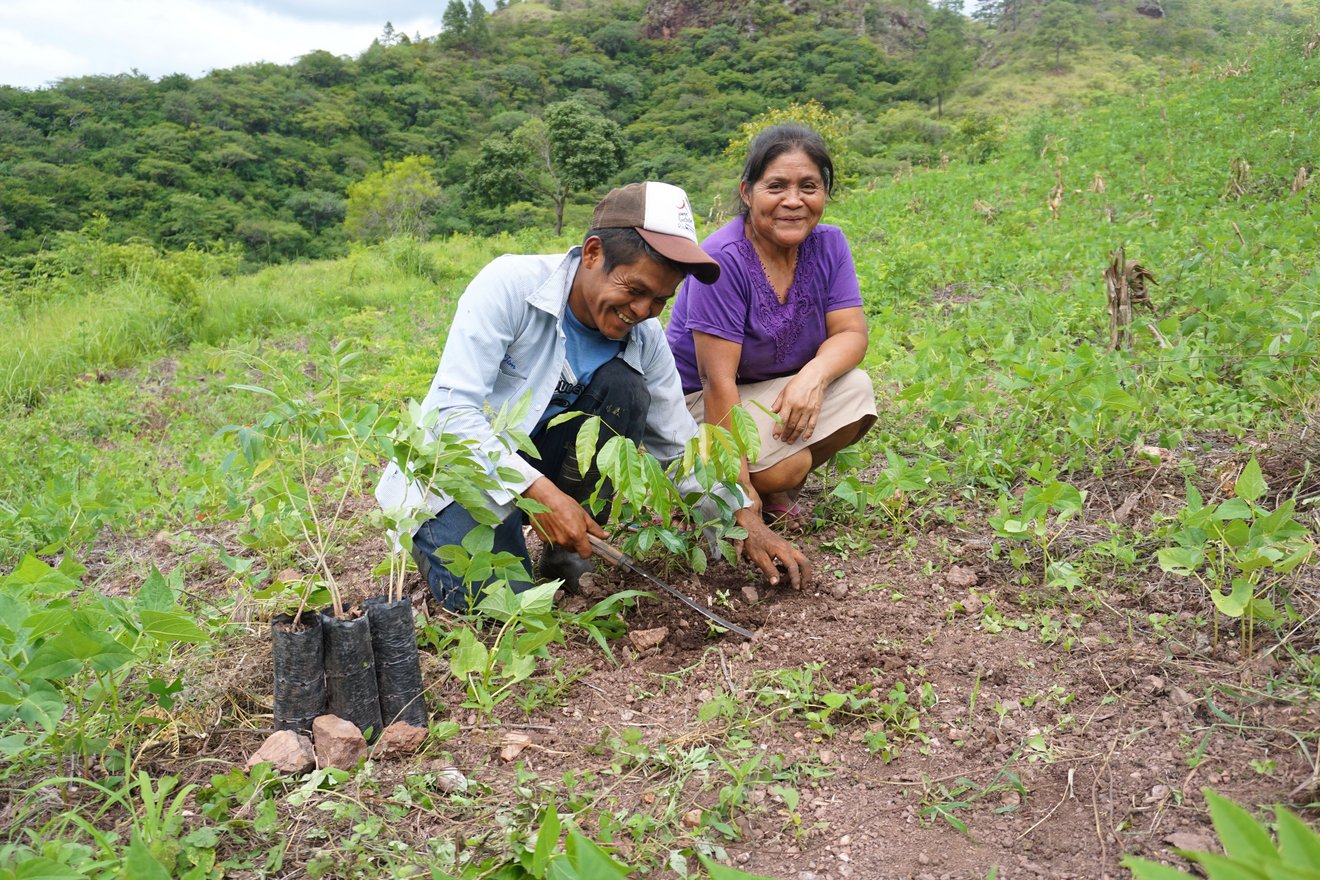 Ein Mann und eine Frau pflanzen gemeinsam einen Baum. 