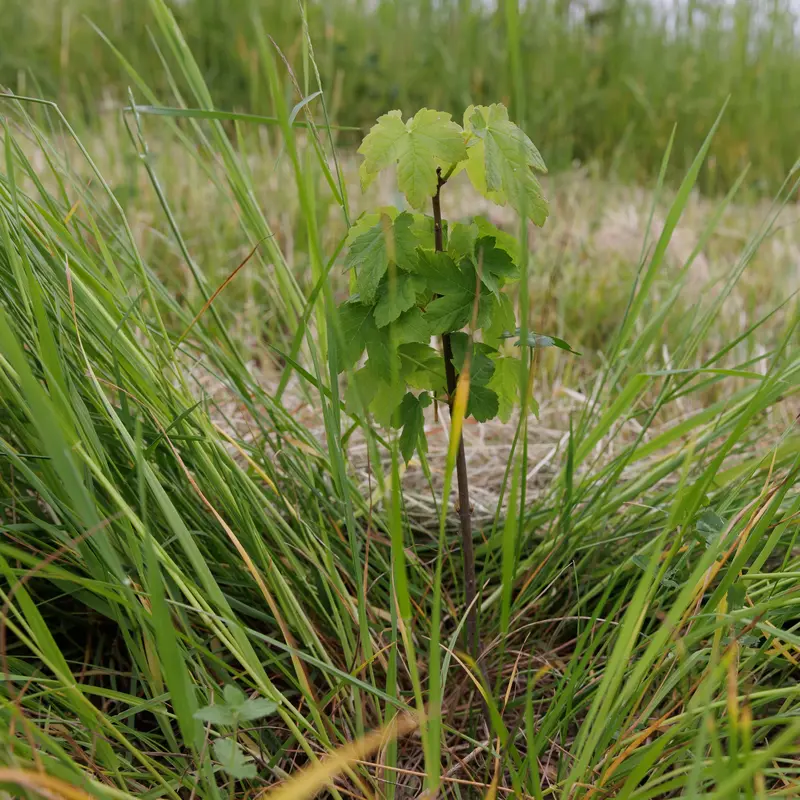 Einzelner Baumsetzling wächst inmitten einer Wiese. 