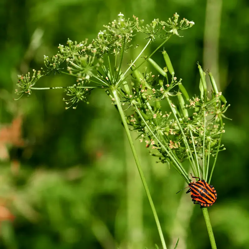Eine rot-schwarze Wanze sitzt auf dem grünen Stängel einer Pflanze.