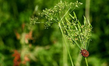Eine rot-schwarze Wanze sitzt auf dem grünen Stängel einer Pflanze.