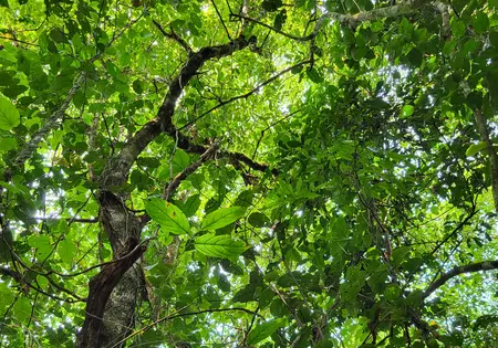 Blick in den dichten Regenwald.