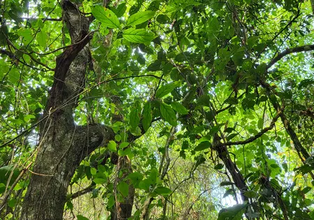 Blick in den dichten Regenwald.