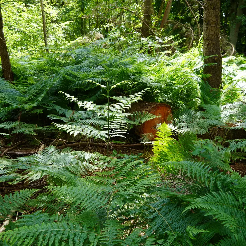 Zwischen Bäumen im Wald wächst üppiger Farn